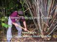 Knotweed Biology and Control PowerPoint PPT Presentation