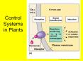 Control Systems in Plants PowerPoint PPT Presentation