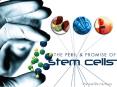 What Are Stem Cells? PowerPoint PPT Presentation
