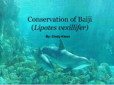 Conservation of Baiji Lipotes vexillifer