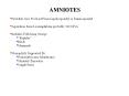 AMNIOTES PowerPoint PPT Presentation