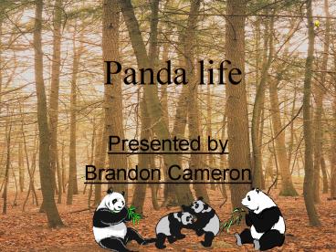 Panda life
