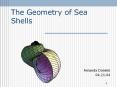The Geometry of Sea Shells PowerPoint PPT Presentation
