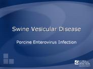 Swine Vesicular Disease