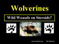 Wolverines PowerPoint PPT Presentation