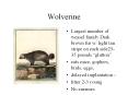 Wolverine PowerPoint PPT Presentation