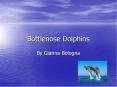 Bottlenose Dolphins PowerPoint PPT Presentation