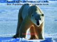 Potential Effects of Climatechange on Polar Bear Populations in the Circumpolar Arctic PowerPoint PPT Presentation