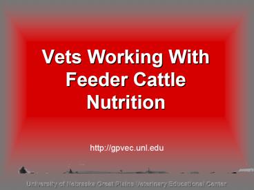 Vets Working With Feeder Cattle Nutrition
