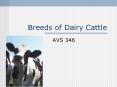 Breeds of Dairy Cattle PowerPoint PPT Presentation