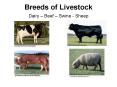 Breeds of Livestock Dairy Beef Swine Sheep PowerPoint PPT Presentation