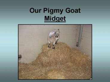 Our Pigmy Goat Midget