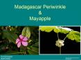 Madagascar Periwinkle PowerPoint PPT Presentation