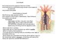 Coral Reefs PowerPoint PPT Presentation