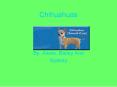 Chihuahuas PowerPoint PPT Presentation