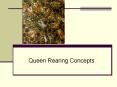 Queen Rearing Concepts PowerPoint PPT Presentation