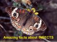 Amazing facts about INSECTS PowerPoint PPT Presentation