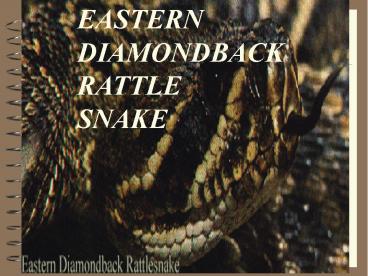 EASTERN DIAMONDBACK  RATTLE SNAKE