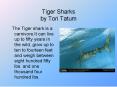 Tiger Sharks by Tori Tatum PowerPoint PPT Presentation