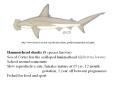 http://www.elasmo-research.org/education/shark_profiles/hammerhead_faq.htm PowerPoint PPT Presentation