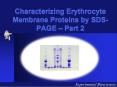 Characterizing Erythrocyte Membrane Proteins by SDSPAGE Part 2 PowerPoint PPT Presentation