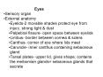 Eyes PowerPoint PPT Presentation