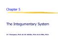 The Integumentary System PowerPoint PPT Presentation