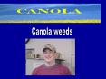 Common Weeds of Canola PowerPoint PPT Presentation