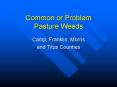 Common or Problem Pasture Weeds PowerPoint PPT Presentation