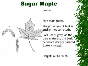 Sugar Maple