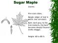 Sugar Maple PowerPoint PPT Presentation