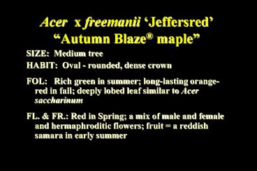 Acer x freemanii 