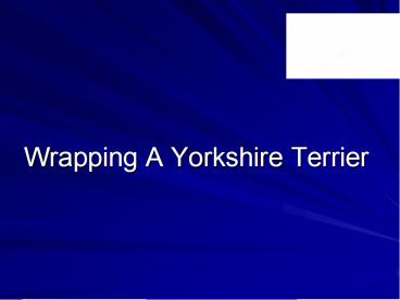 Wrapping A Yorkshire Terrier