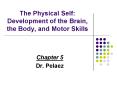 The Physical Self: Development of the Brain, the Body, and Motor Skills PowerPoint PPT Presentation