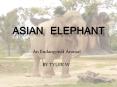 Asian elephant PowerPoint PPT Presentation