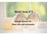 What are stem cells
