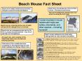 Beach Mouse Fact Sheet PowerPoint PPT Presentation