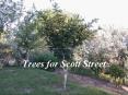 Trees for Scott Street PowerPoint PPT Presentation