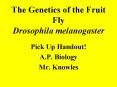 The Genetics of the Fruit Fly Drosophila melanogaster PowerPoint PPT Presentation