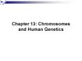 Chapter 13: Chromosomes and Human Genetics PowerPoint PPT Presentation