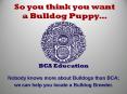 So you think you want a Bulldog Puppy PowerPoint PPT Presentation