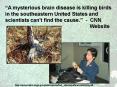 A mysterious brain disease is killing birds in the southeastern United States and scientists can't f PowerPoint PPT Presentation