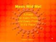 Mess Wid Me! A Place for Every Photo and Every Photo in It PowerPoint PPT Presentation