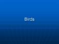 Birds PowerPoint PPT Presentation