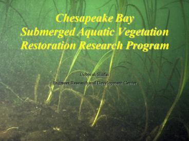 Chesapeake Bay Submerged Aquatic Vegetation Restoration Research Program