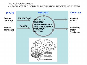 THE NERVOUS SYSTEM