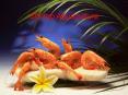 Shrimp Aquaculture PowerPoint PPT Presentation