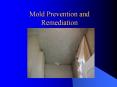 Mold Prevention and Remediation PowerPoint PPT Presentation