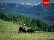 Wells Fargo Economics