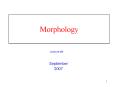 Morphology PowerPoint PPT Presentation